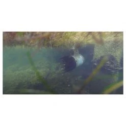 KASCO MARINE Boat Docking AquatiClear 4400 Water Circulator, 1HP, 120V, 50' Cord -Boat docking Sales 20539011 4